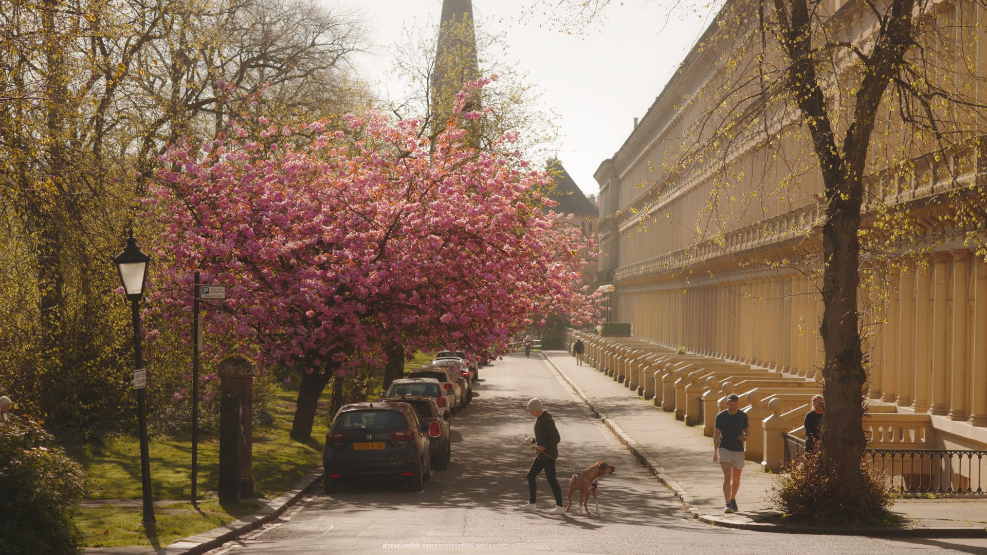 Cherry blossom trees in full bloom along a residential street in Glasgow’s West End beside historic sandstone terraces in spring